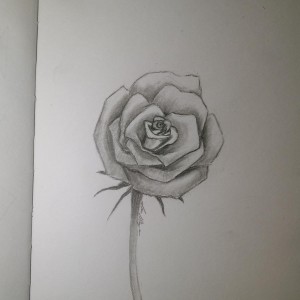 Book Drawing 8: The Rose   